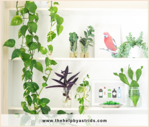 Want An Indoor Plant For Your Office Here Are 5 Of The Best